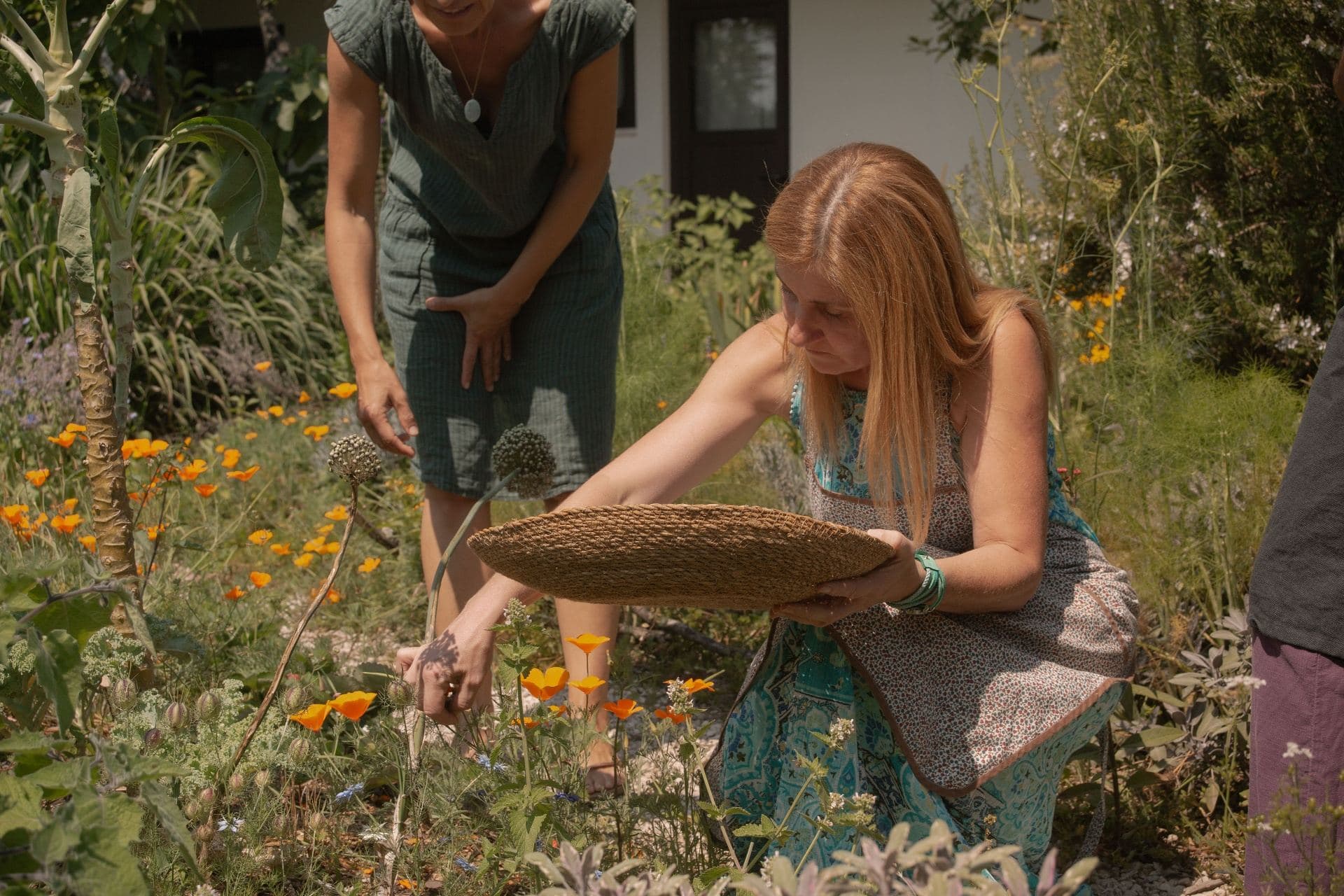 Two women picking calendulas with a basket in the garden